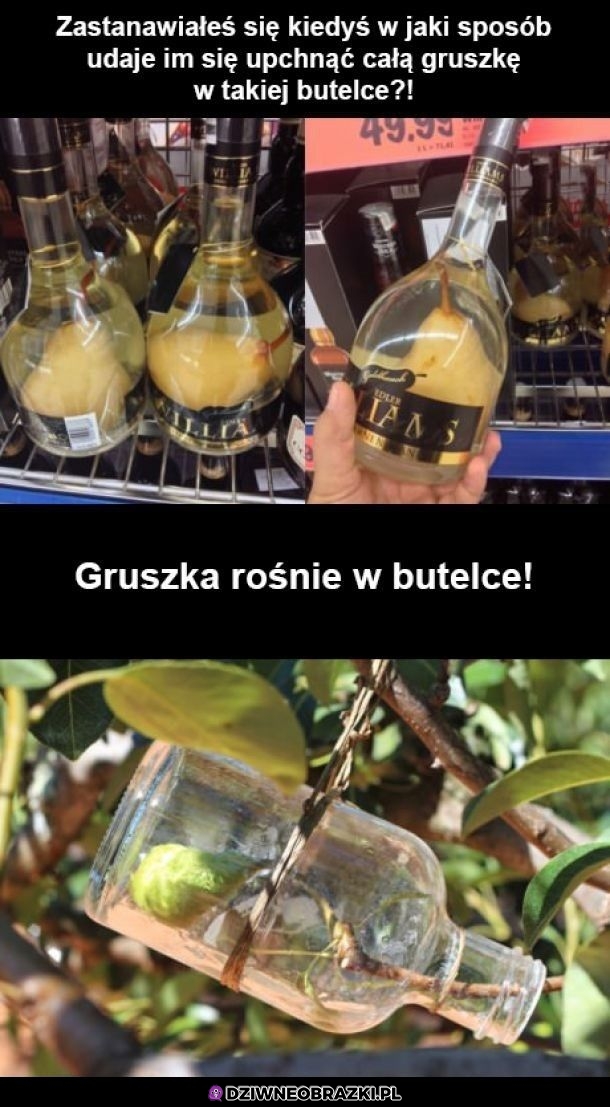 Jak to robią?