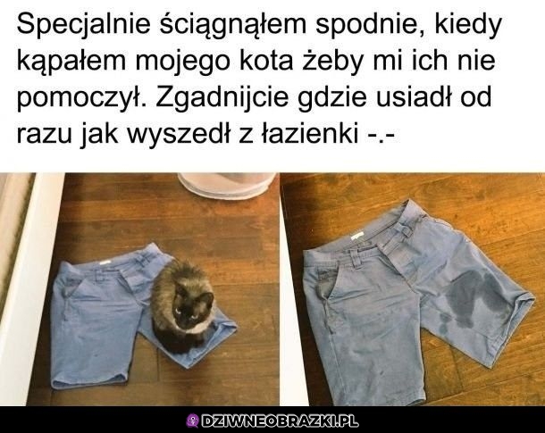 Dzięki kocie