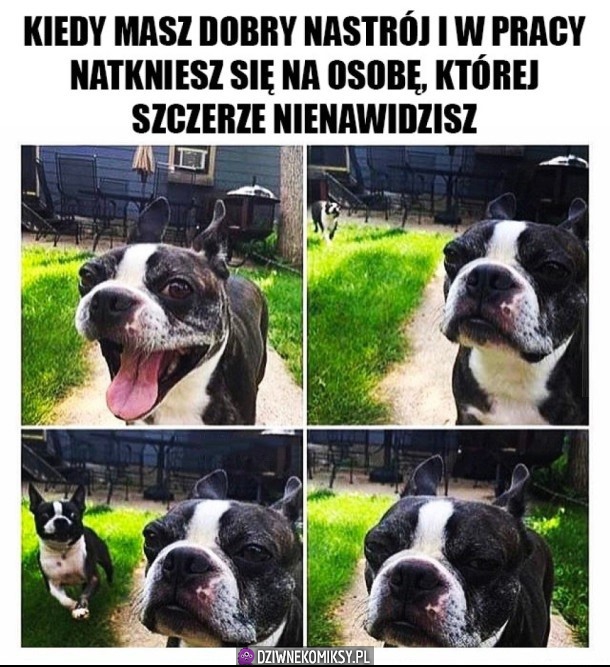 kurde no nie