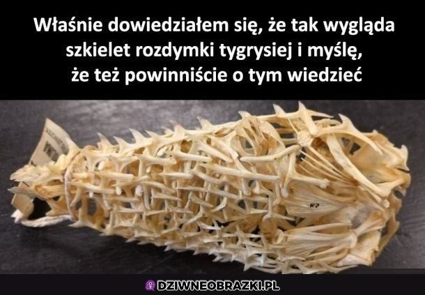 Ciekawostka
