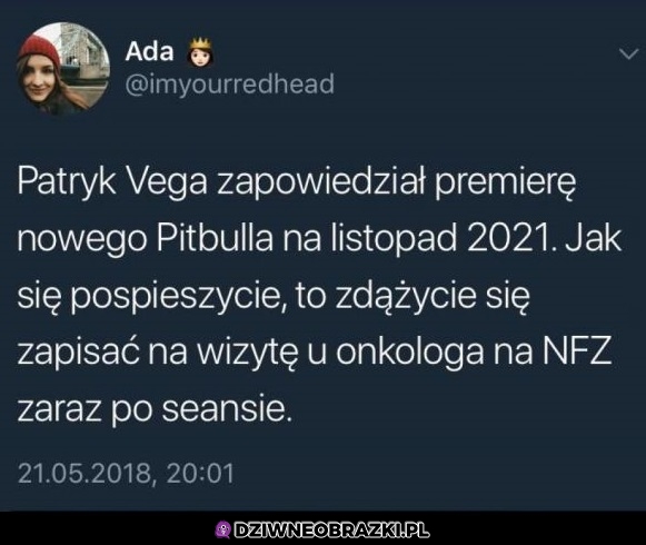 Nowy  pitbull