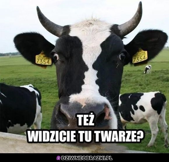 Dziwna krówka