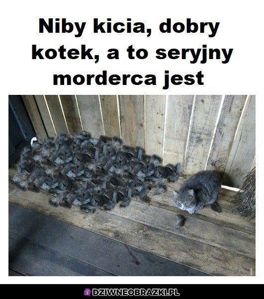 Kicia pracująca