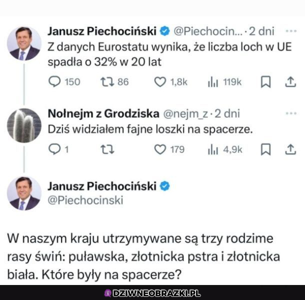 Nowy rodzaj świni 