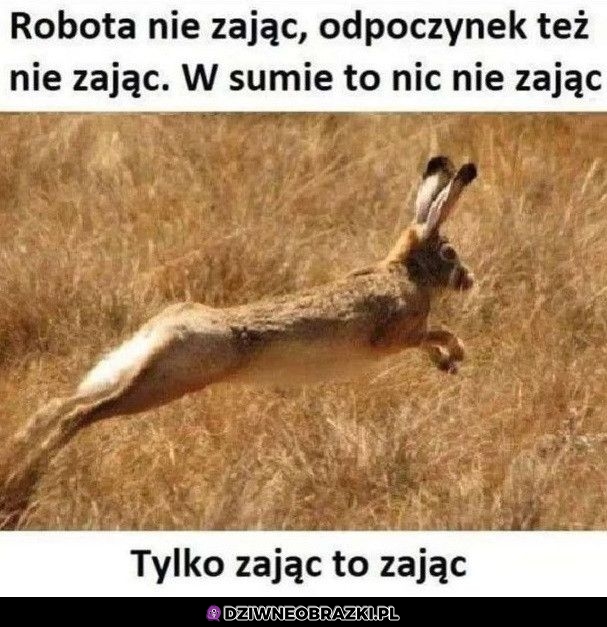 Zajac