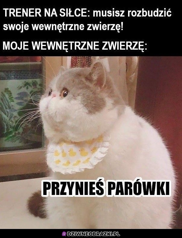 Takie zwierzę mam