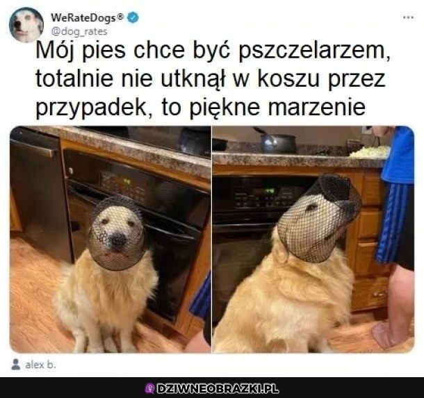 Piesek z marzeniem