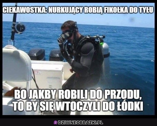 Ciekawostka
