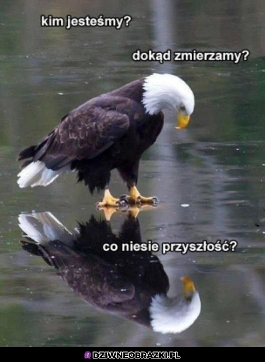 Zamyślony orzeł