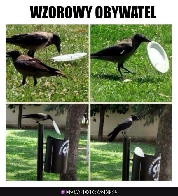 Lepszy niż dzbany co śmiecą