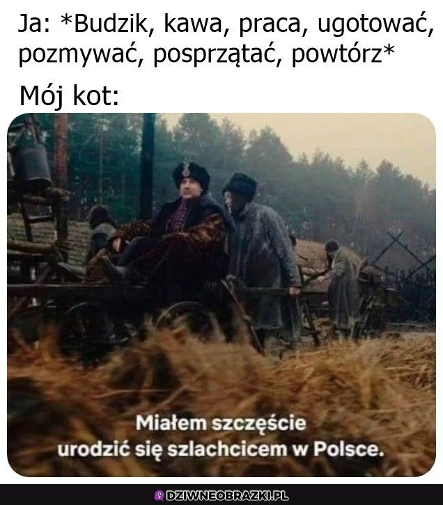 kiedy masz kota szlachcica