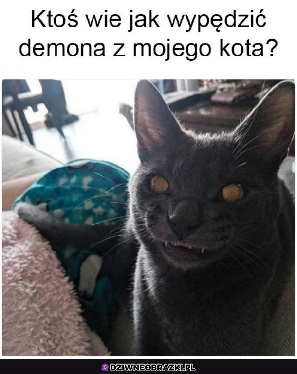 Opętany kitku