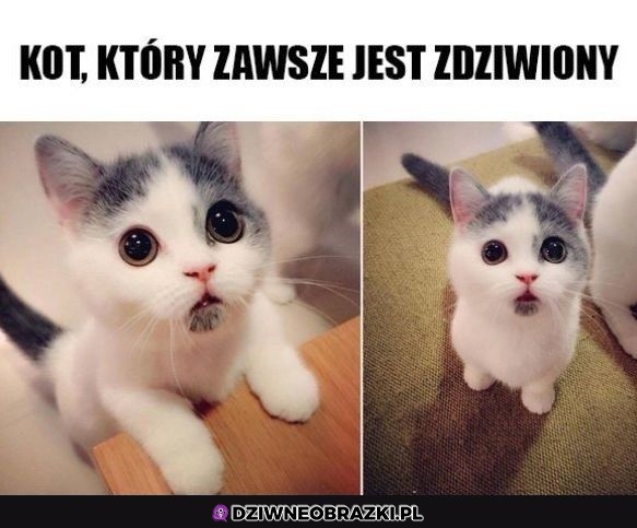 Zdziwiony koteł