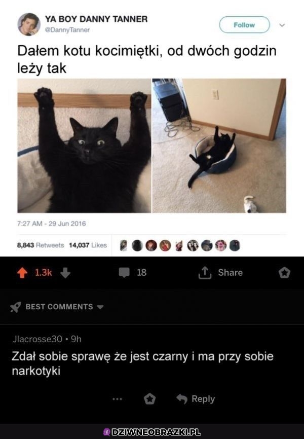 Łapki do góry!