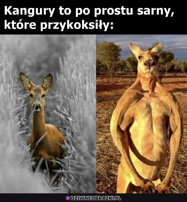 Kangury