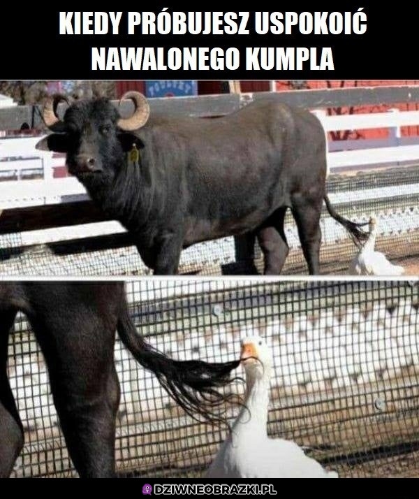 Nawalony kumpel