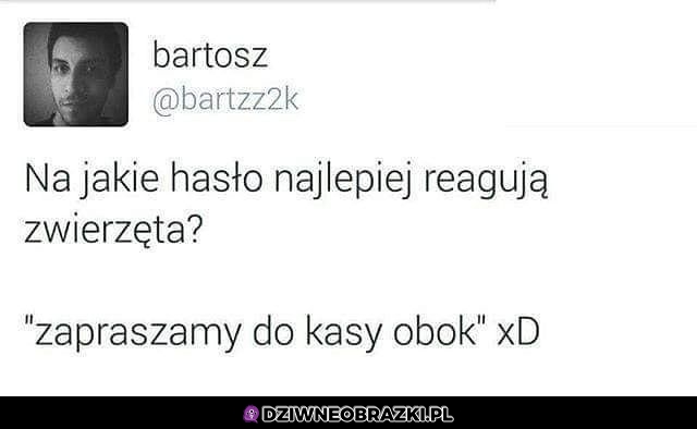 Hasło dla zwierząt