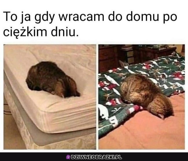 Gdy wracam do domu