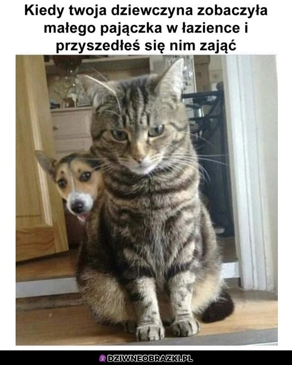 Polowanie na pajączka