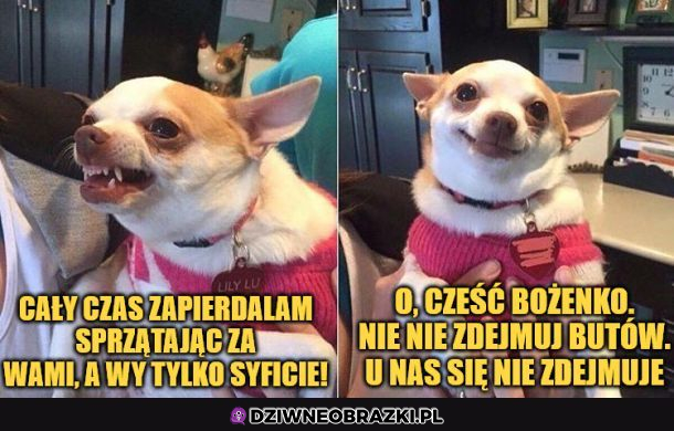 Typowa matka