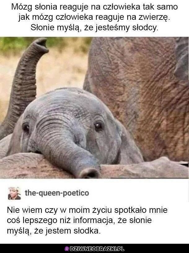 Ciekawe info