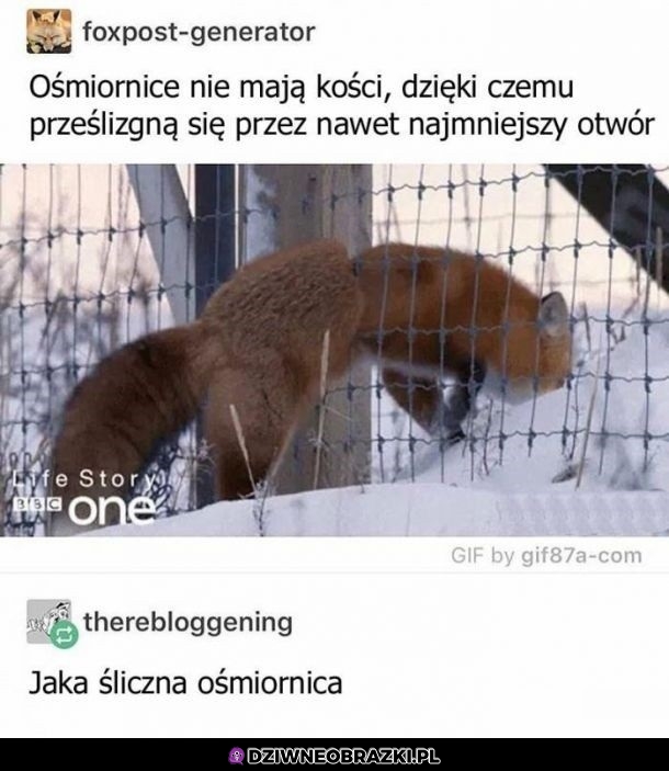 Ośmiornica
