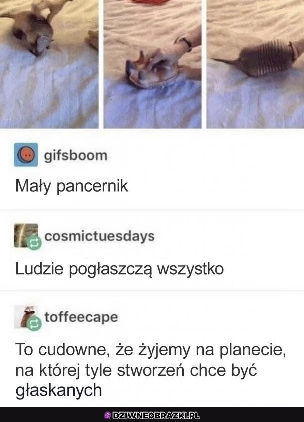 Słodziak