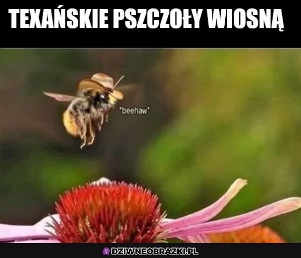 Beehaw