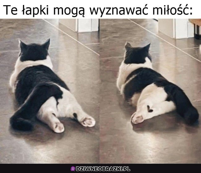 Łapki