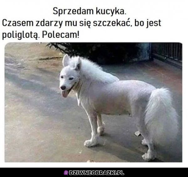 Sprzedam kucyka