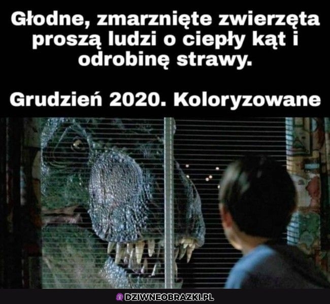 Weź je przygarnij