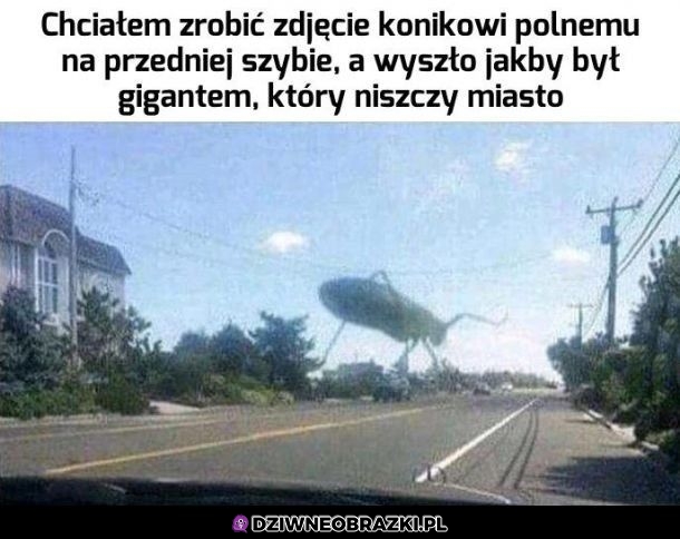 Gigantyczny konik polny