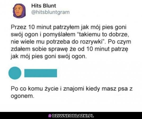 Pies z ogonem