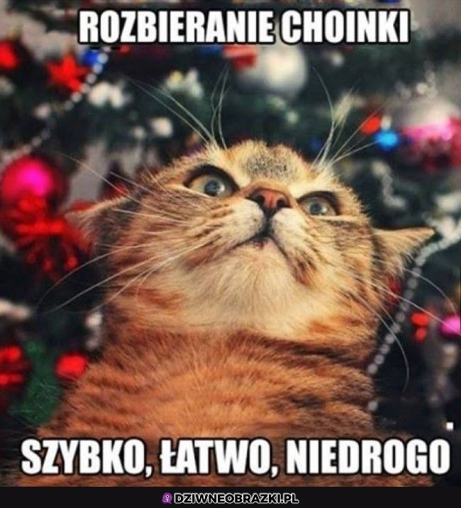 Usługi kitku