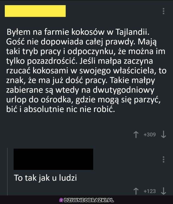 Farma kokosów
