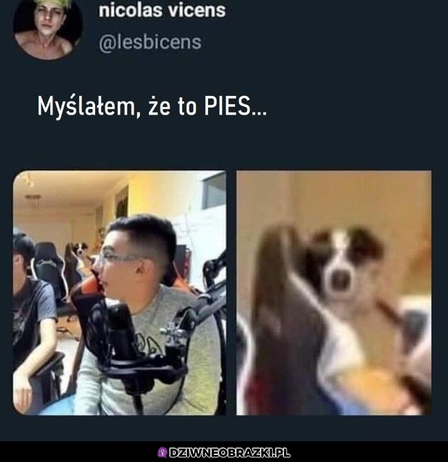 Bez kitu