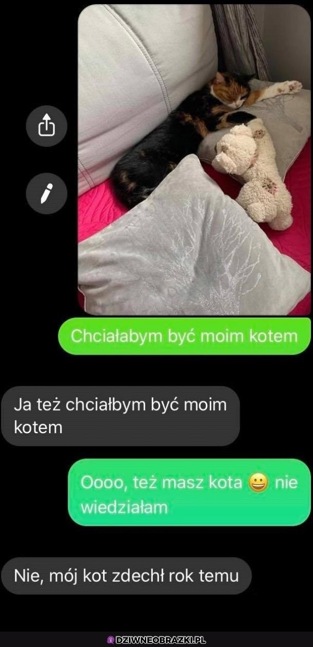 Chciałby być kotem