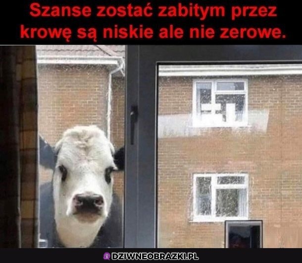 Szanse są