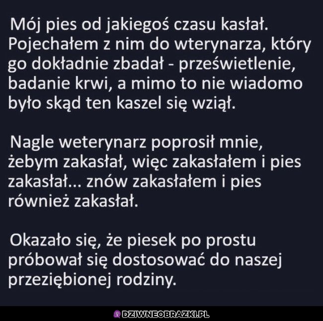 Kaszlący piesek