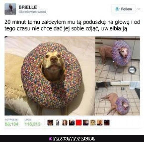 Psia poduszka