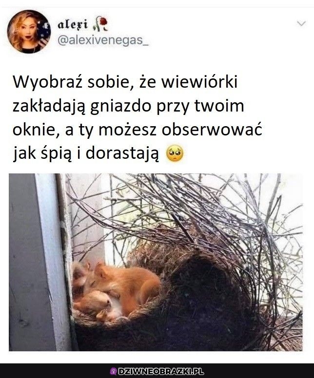 Całkiem spoko