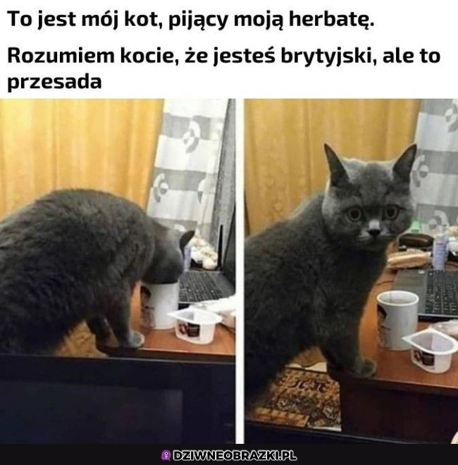 Brytyjczyk