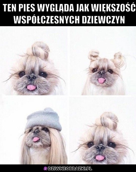 Piesek