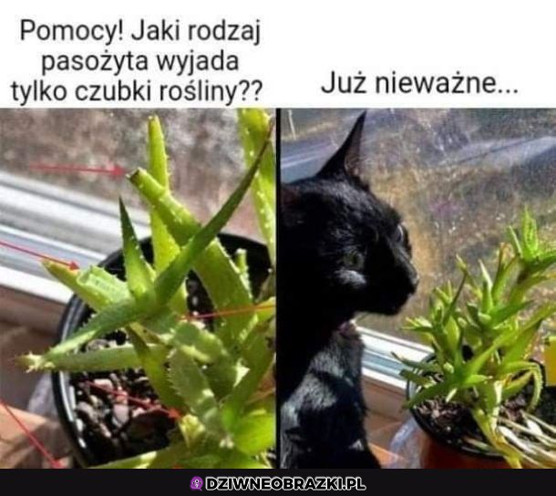 KOT