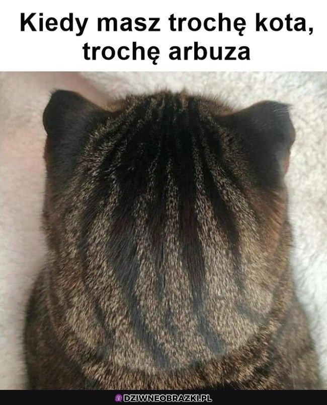 Arbuzek