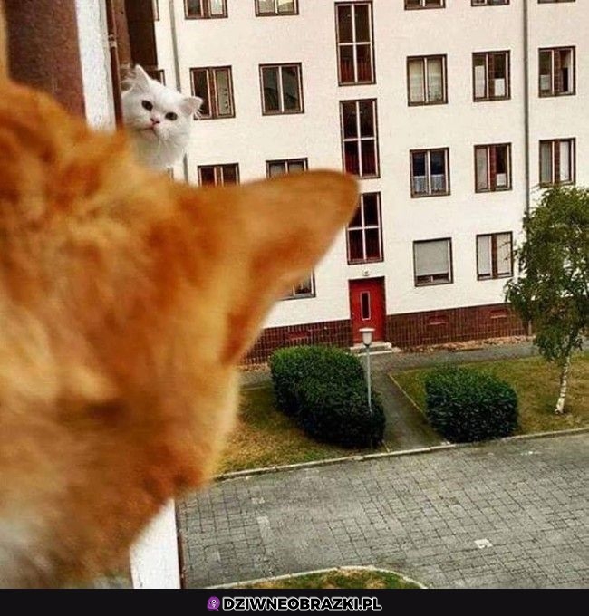 Witam sąsiada