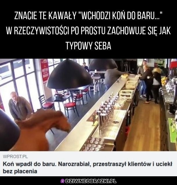 Wchodzi koń do baru
