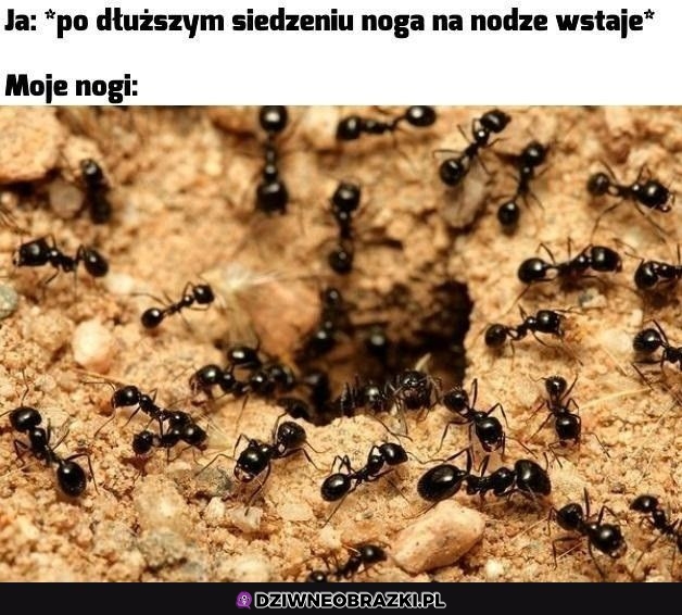 Mróweczki