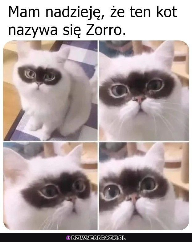 Zorro kot