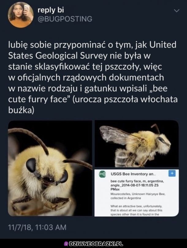 Nazwa pszczółki